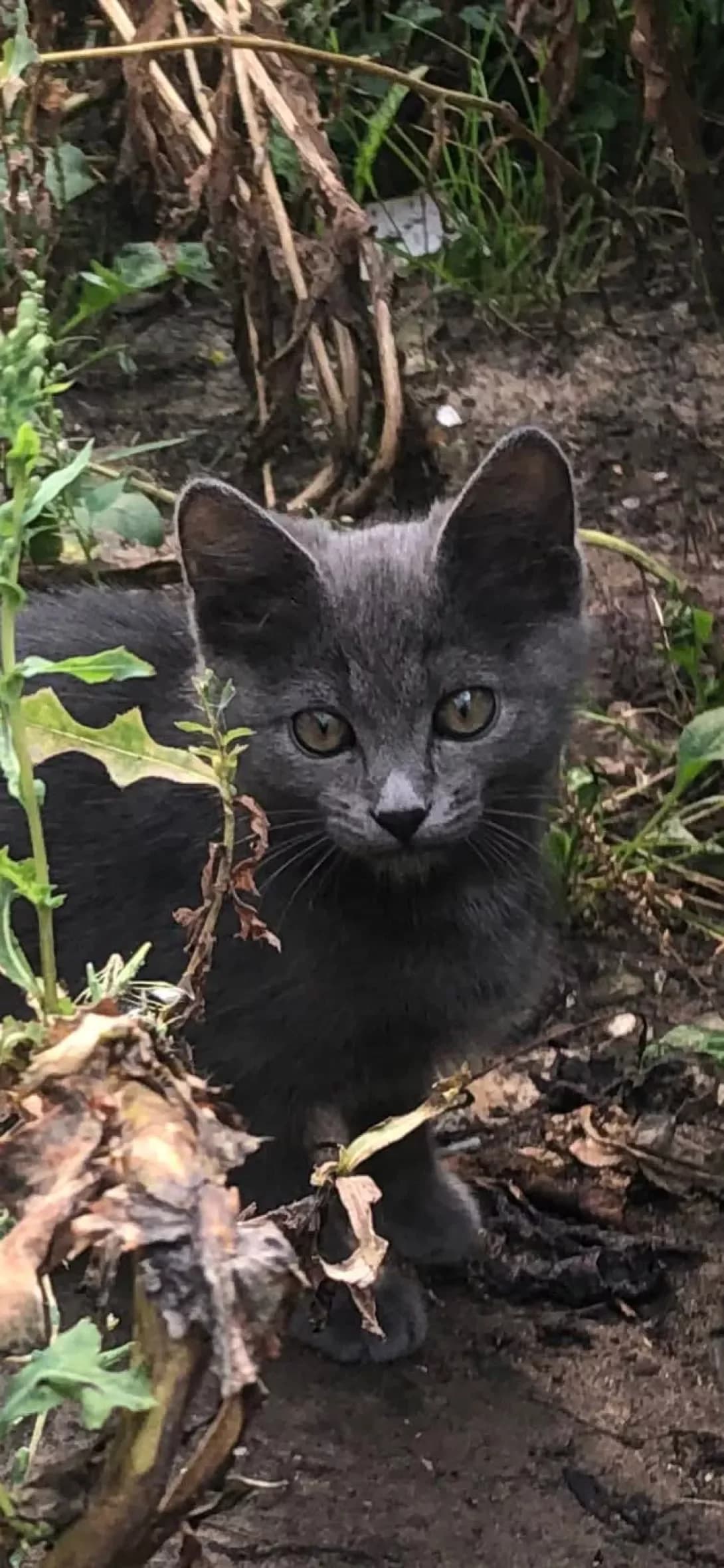 Koshenya (Кошеня), Mixed Breed (Happy Paw Kyiv)