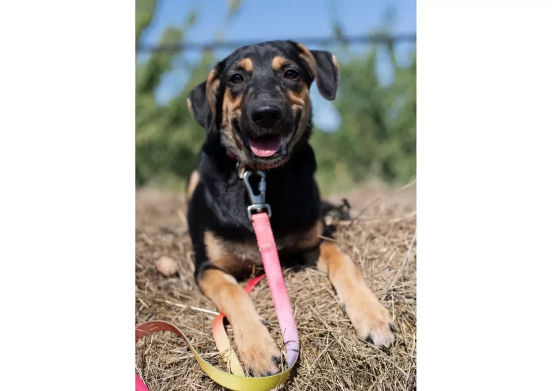 Deyzi (Дейзі), female young Mixed Breed for adoption at Happy Paw Kyiv