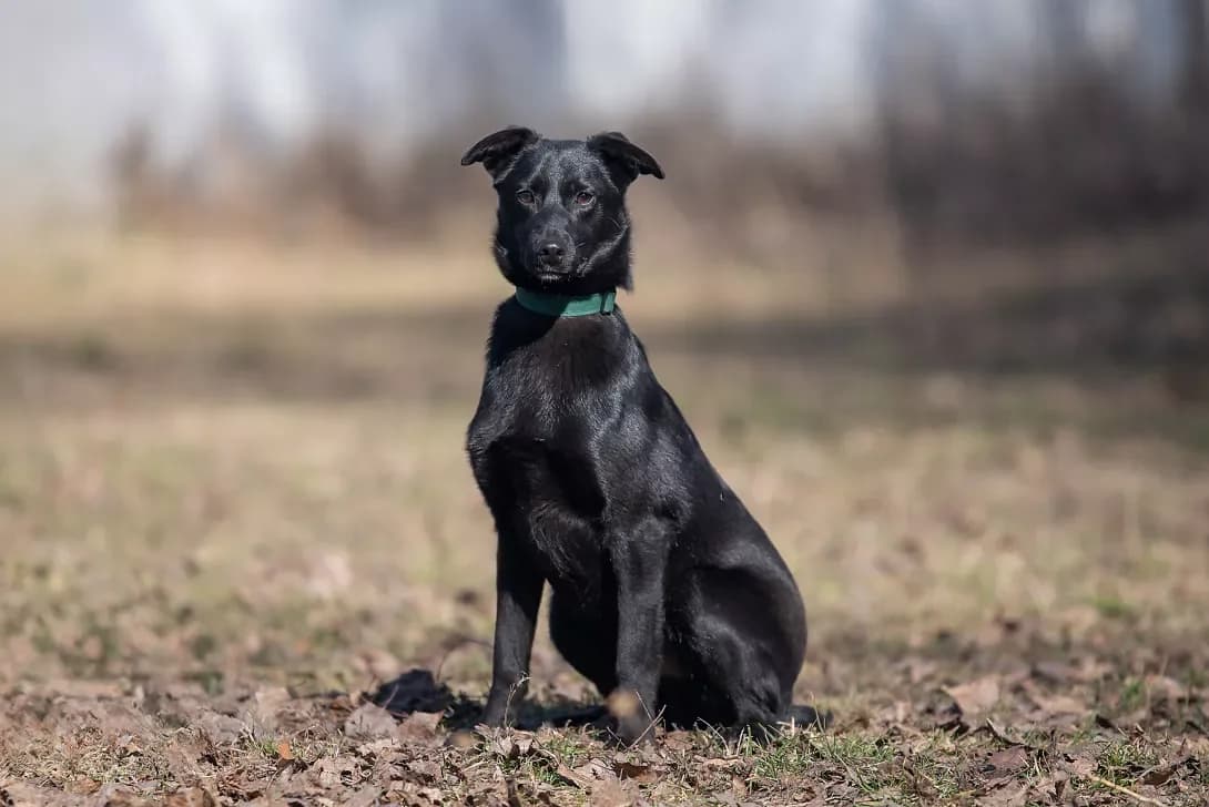 Osamu (Осаму), male young Mixed Breed for adoption at Happy Paw Kyiv Oblast