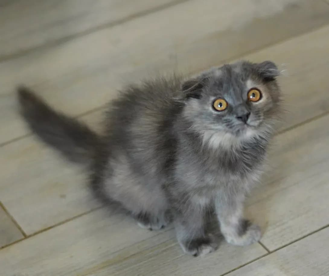 Nessi (Нессі), Mixed Breed (Happy Paw Kyiv)
