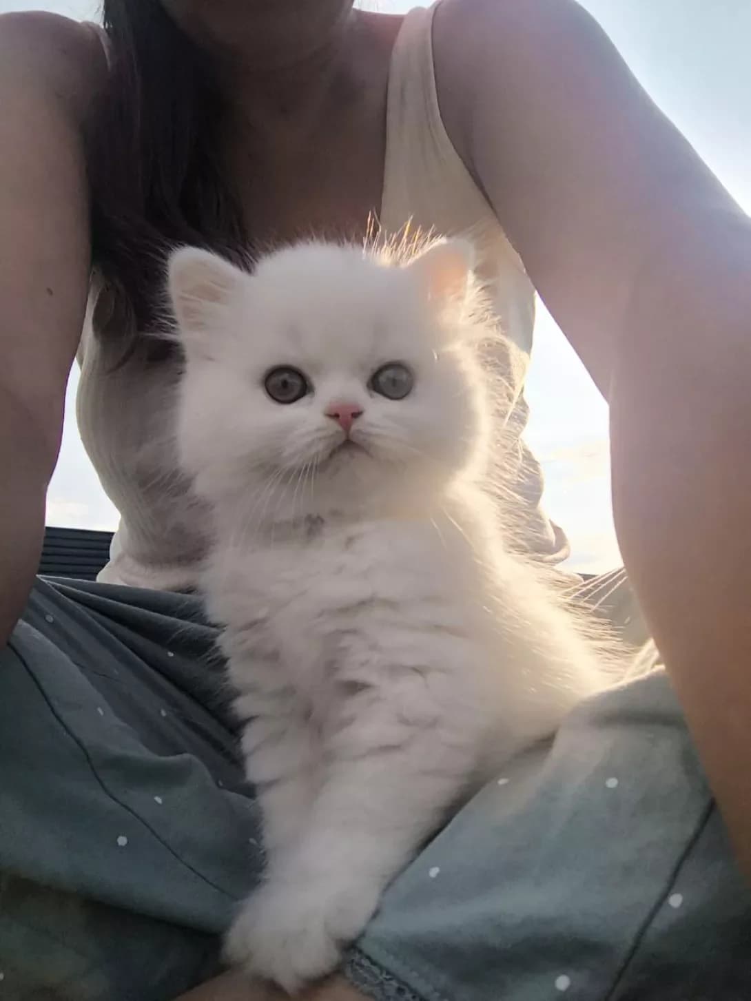 Khmarinka (Хмаринка), Mixed Breed (Happy Paw Kyiv)