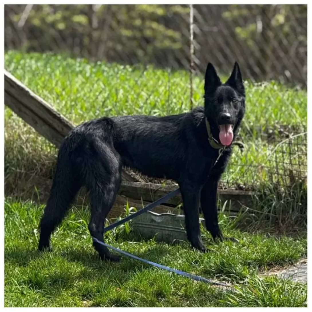 Alfa (Альфа), female 6yo Mixed Breed for adoption at Happy Paw Kyiv