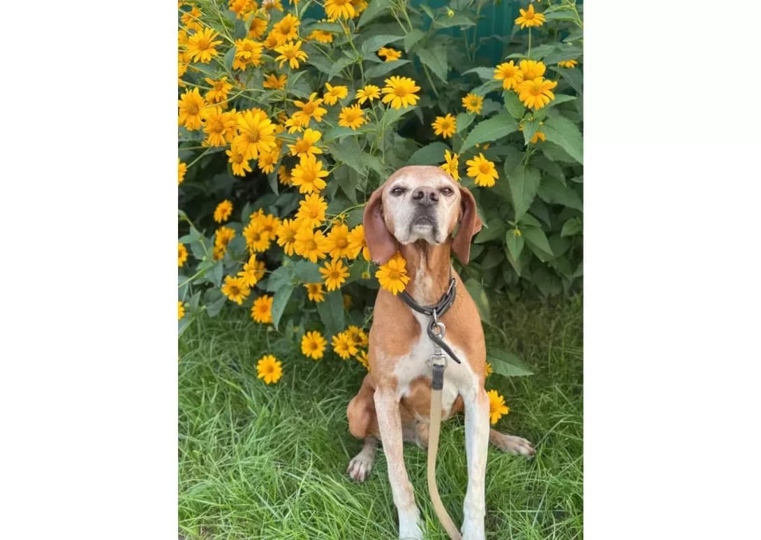 Richi (Річі), male 7yo Mixed Breed for adoption at Happy Paw Kyiv