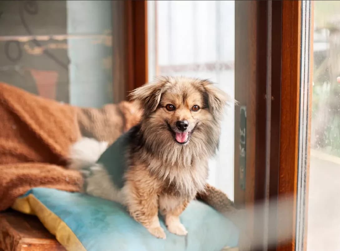 Barsik (Барсік), male 4yo Mixed Breed for adoption at Happy Paw Kyiv