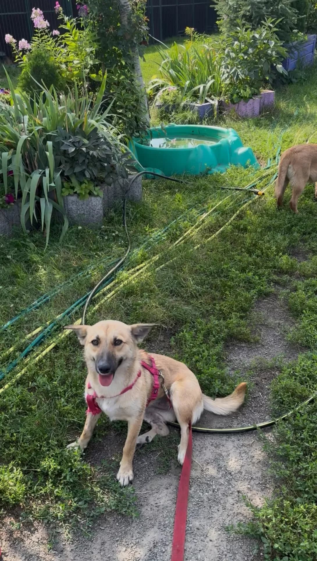 Karma (Карма), female young Mixed Breed for adoption at Happy Paw Kyiv