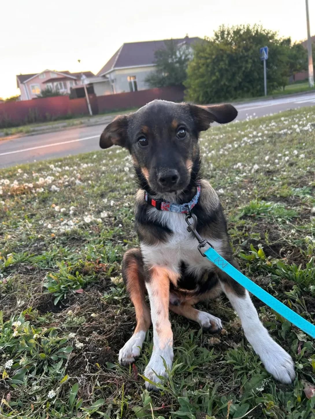 Ozzi (Оззі), male puppy Mixed Breed for adoption at Happy Paw Kyiv Oblast