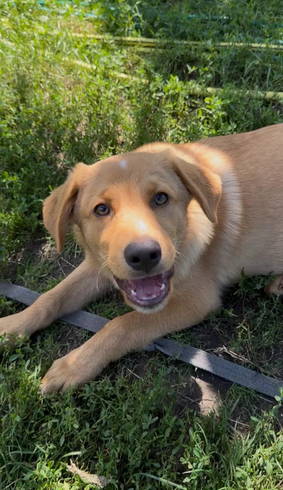 Karri (Каррі), male young Mixed Breed for adoption at Happy Paw Kyiv