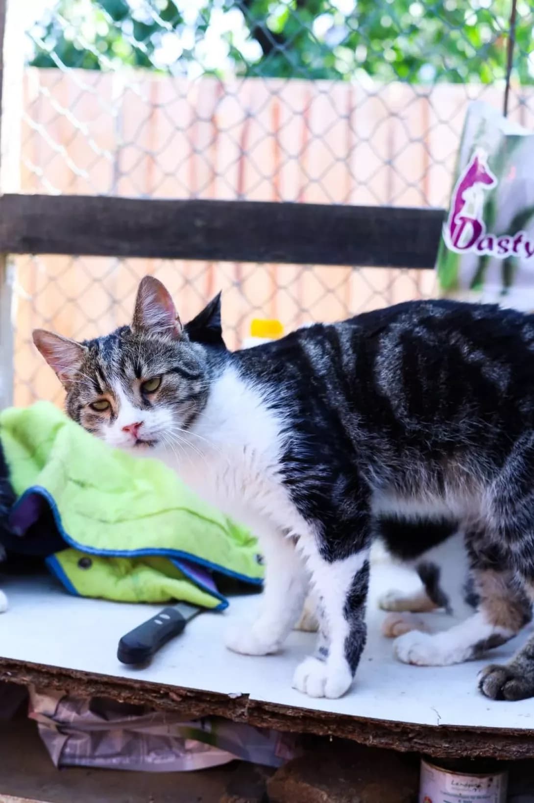Polosatik (Полосатік), male 3yo Mixed Breed for adoption at Happy Paw Poltava