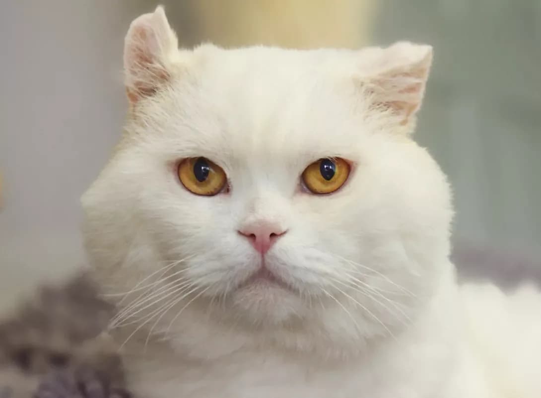 Dolf Lundgren (Дольф Лундгрен), Mixed Breed (Happy Paw Kyiv)