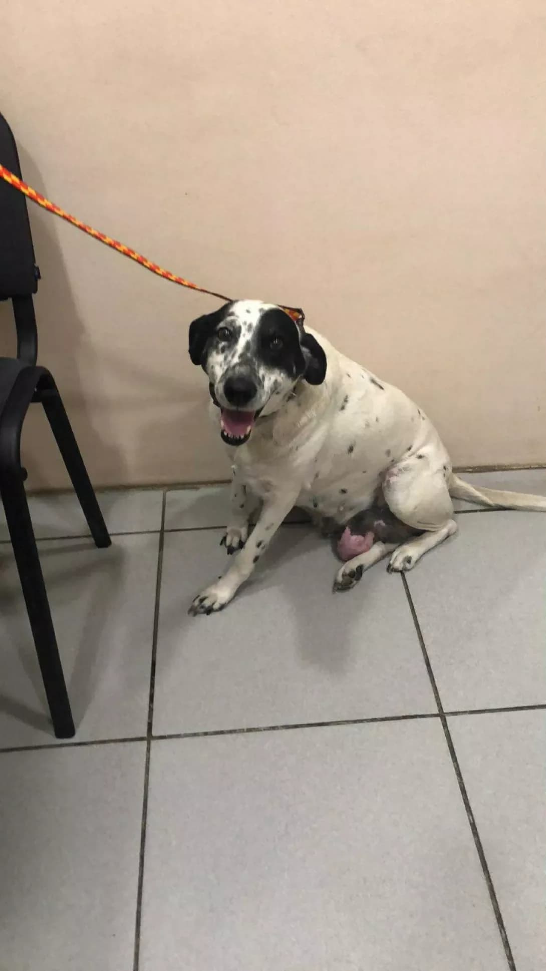 Bona (Бона), female 3yo Mixed Breed for adoption at Happy Paw Zaporizhzhia