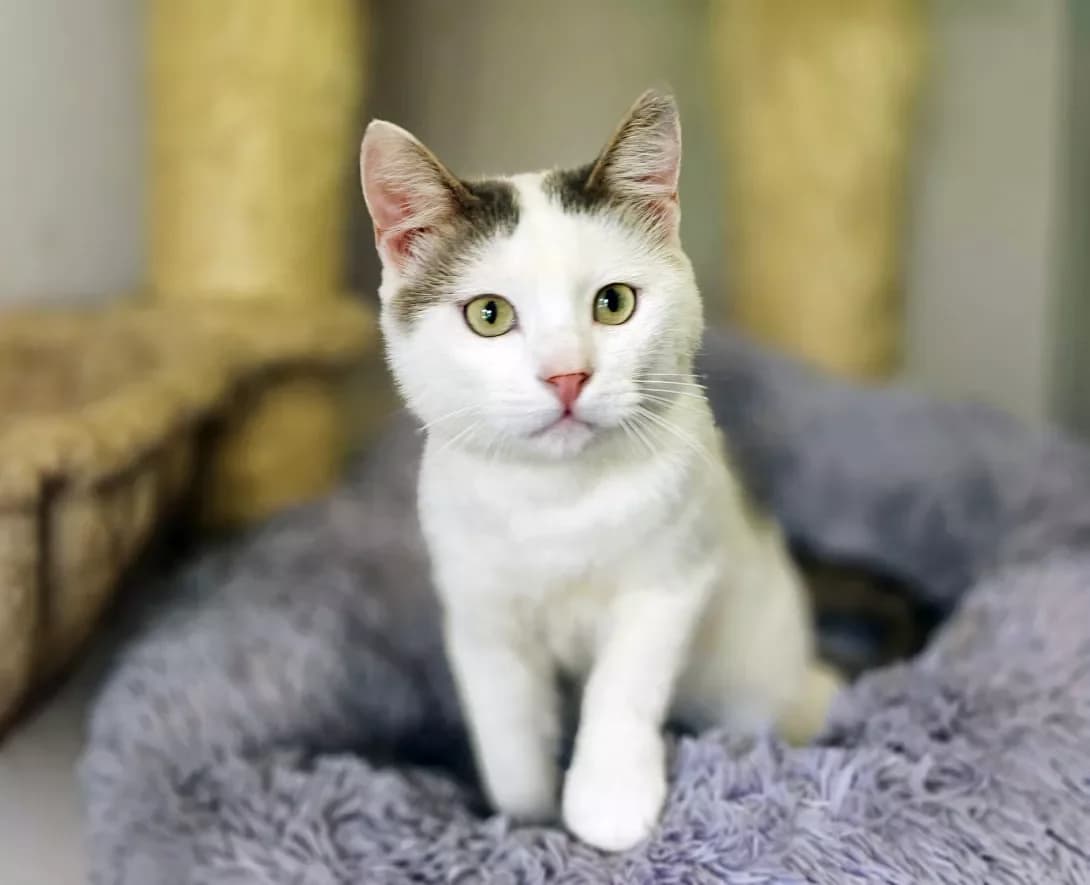 Genri (Генрі), Mixed Breed (Happy Paw Kyiv)