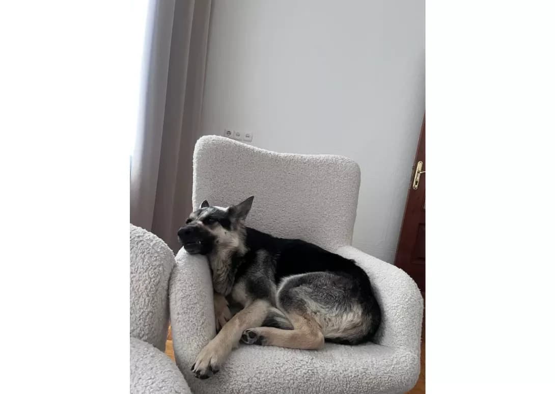 Lola (Лола), female 4yo Mixed Breed for adoption at Happy Paw Kyiv