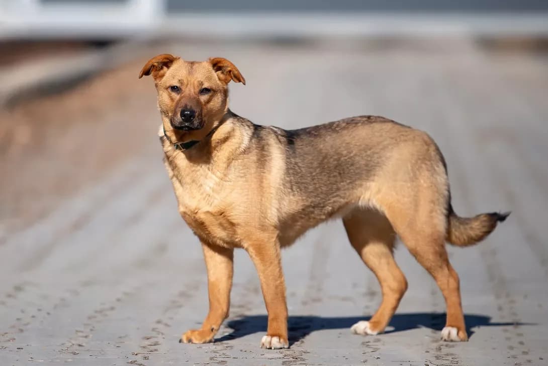 Omiyu (Омію), Mixed Breed (Happy Paw Kyiv Oblast)