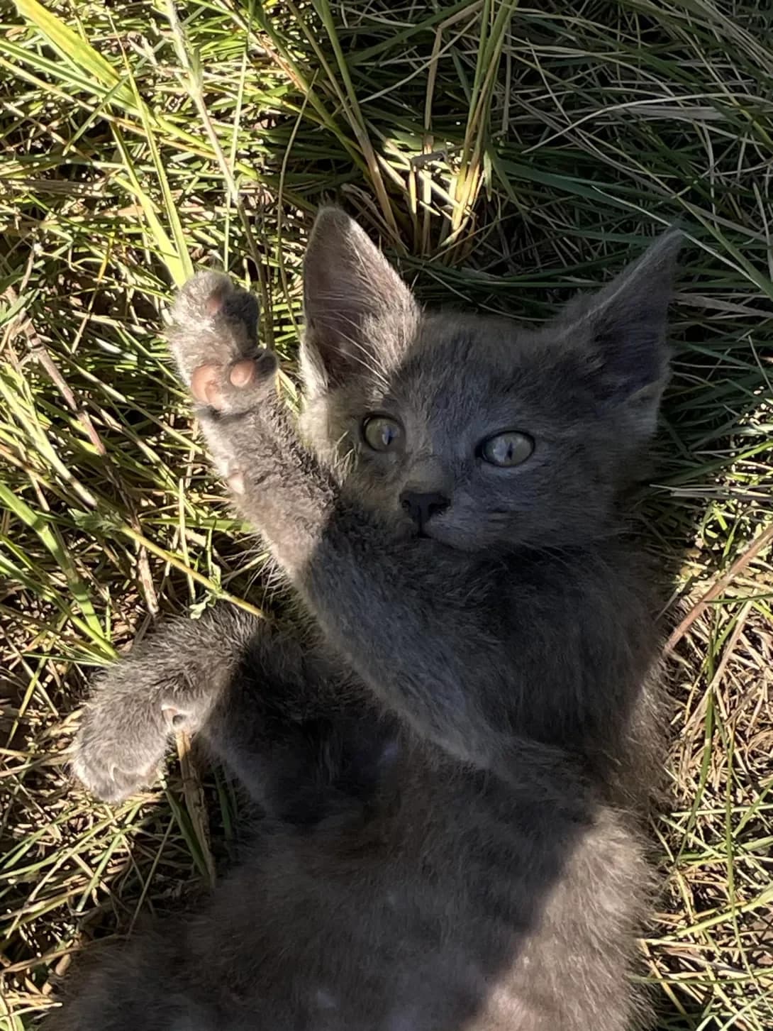 Kotik (Котик), male puppy Mixed Breed for adoption at Happy Paw Kyiv Oblast