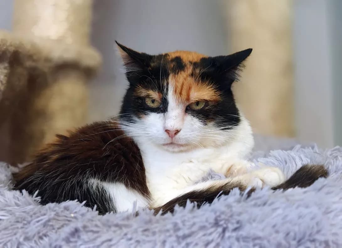 Miya (Мія), Mixed Breed (Happy Paw Kyiv)