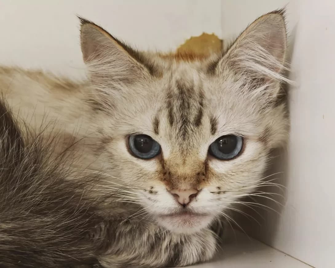 Liza (Ліза), Mixed Breed (Happy Paw Kyiv)