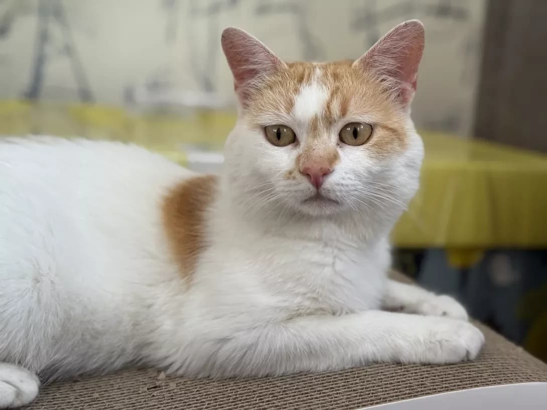 Tosha (Тоша), Mixed Breed (Happy Paw Kyiv)