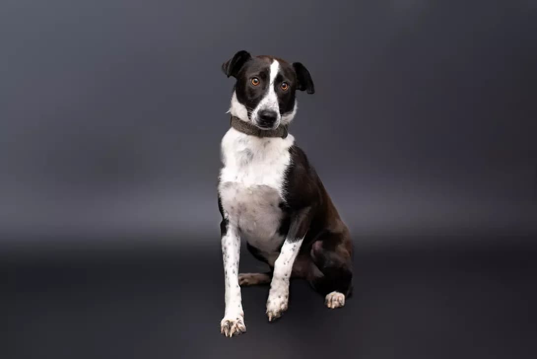 Kheyzi (Хейзі), Mixed Breed (Happy Paw Kyiv Oblast)