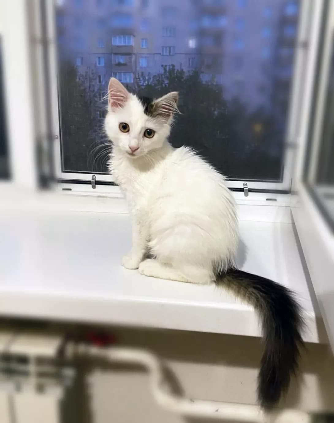 Khloya (Хлоя), Mixed Breed (Happy Paw Kyiv)