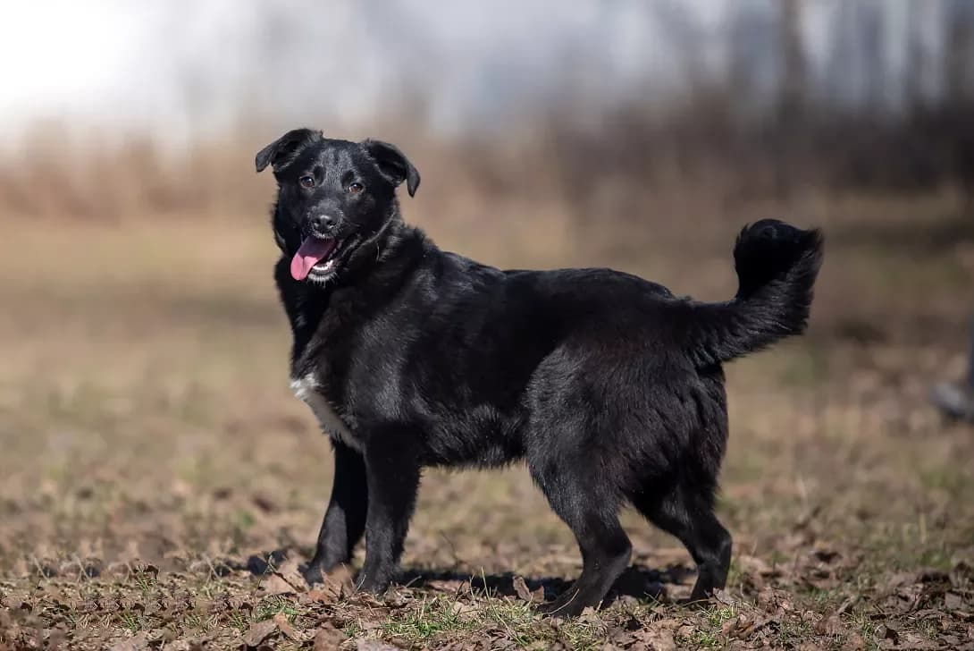Okhito (Охіто), Mixed Breed (Happy Paw Kyiv Oblast)