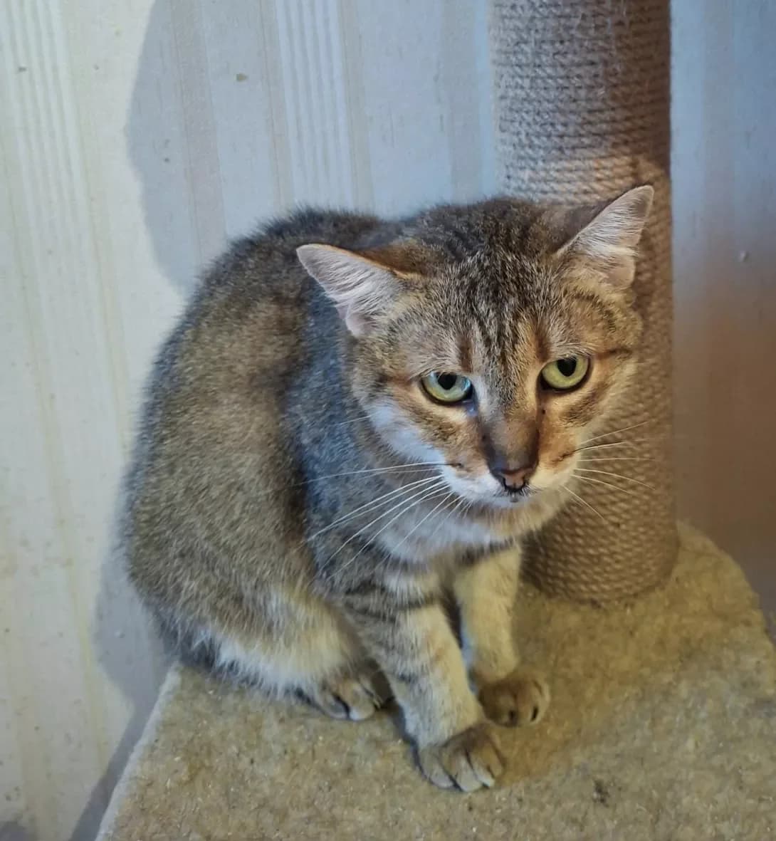 Zaya (Зая), Mixed Breed (Happy Paw Kyiv Oblast)