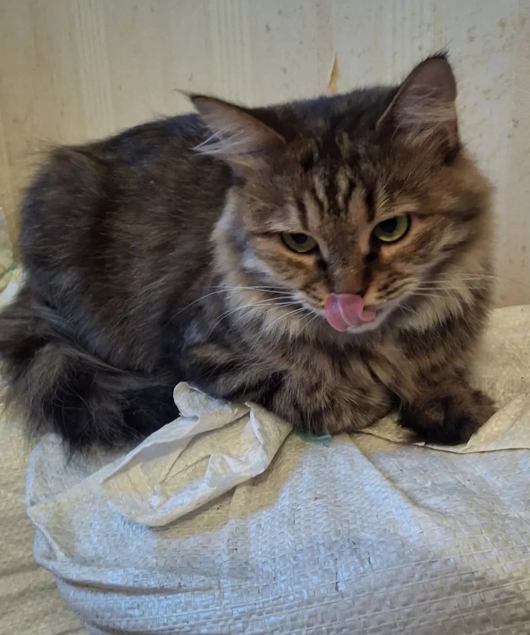 Agata (Агата), Mixed Breed (Happy Paw Kyiv Oblast)