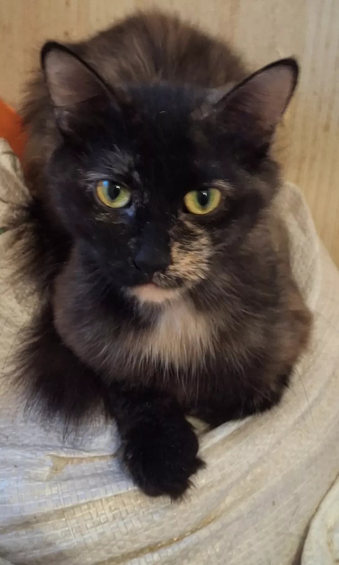 Mira (Міра), Mixed Breed (Happy Paw Kyiv Oblast)