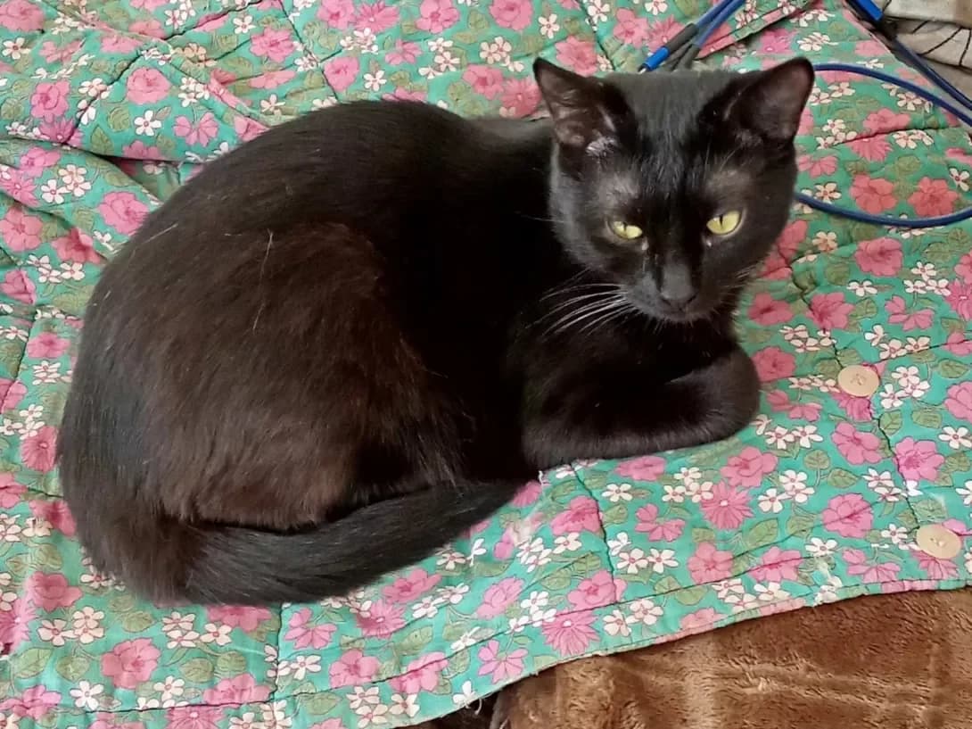 Yokhan (Йохан), Mixed Breed (Happy Paw Kyiv Oblast)
