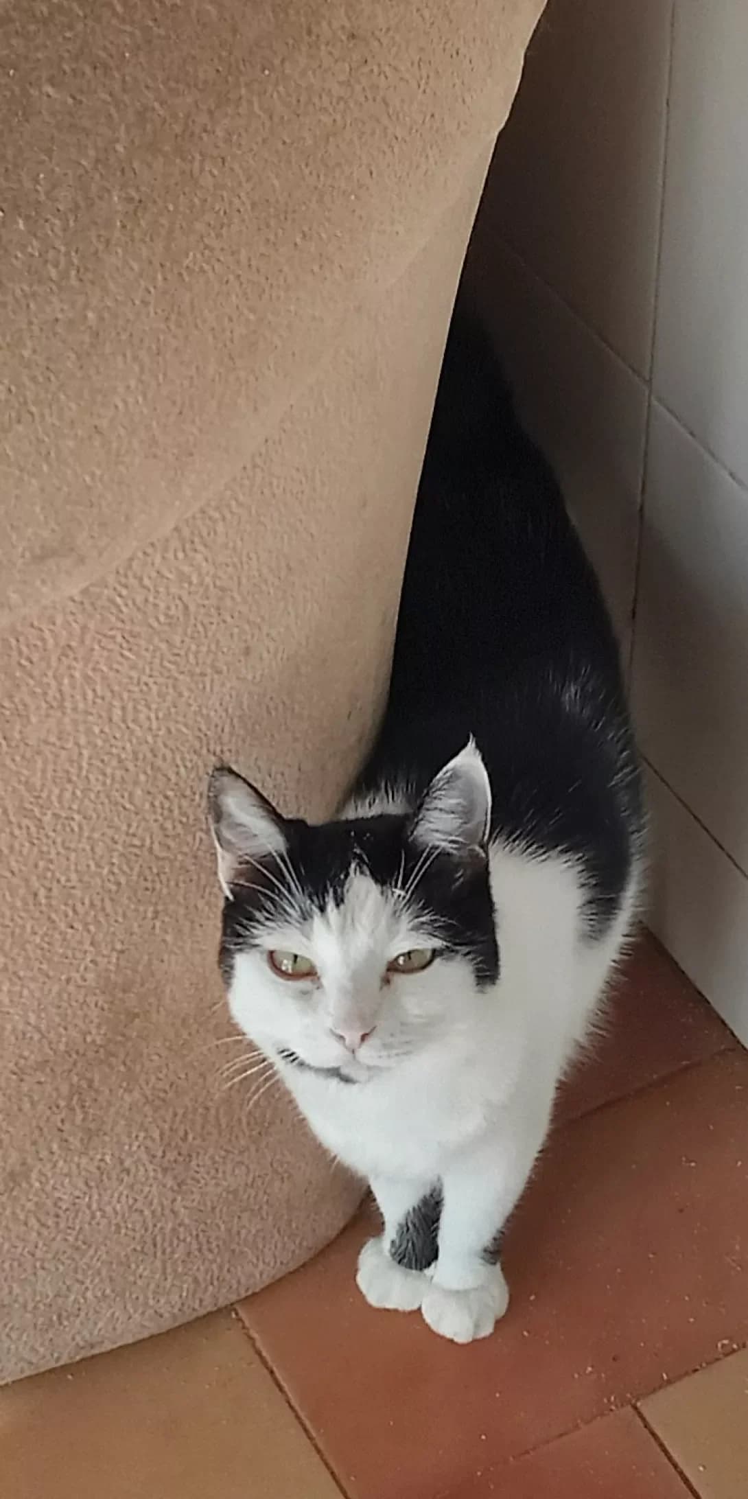 Liza (Ліза), Mixed Breed (Happy Paw Kyiv Oblast)