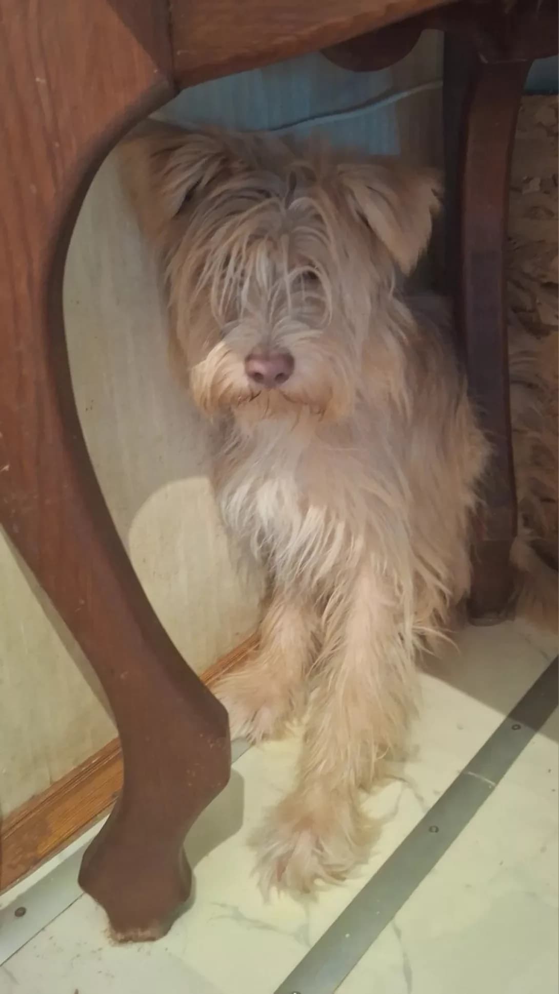Masik (Масік), Mixed Breed (Happy Paw Kyiv Oblast)