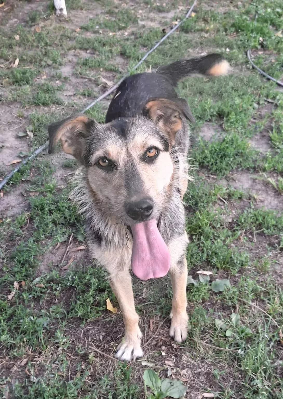 Musya (Муся), Mixed Breed (Happy Paw Kyiv Oblast)