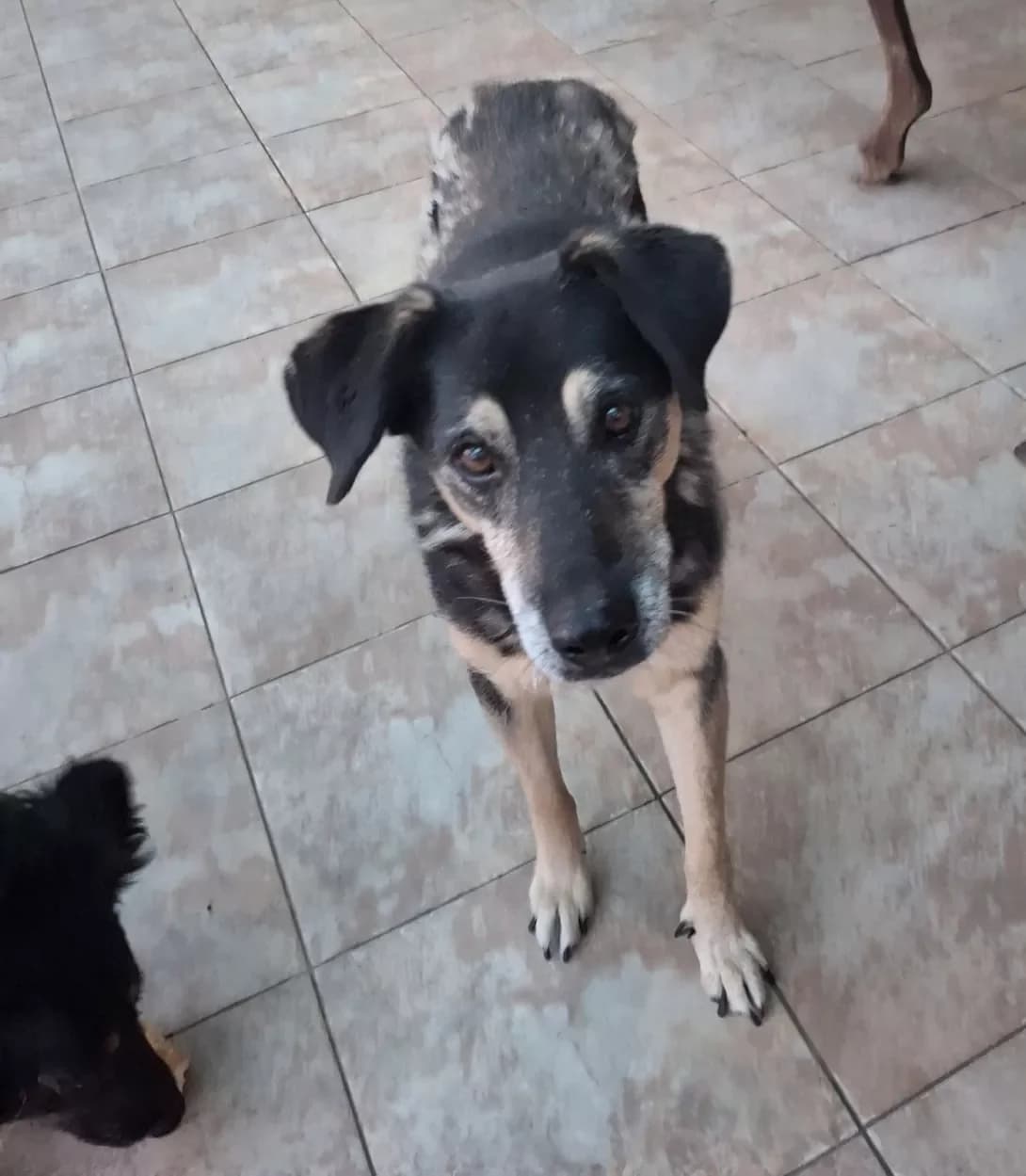 Manya (Маня), Mixed Breed (Happy Paw Kyiv Oblast)