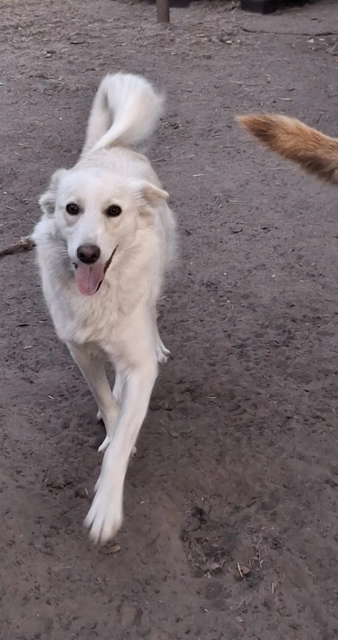 Yuta (Юта), Mixed Breed (Happy Paw Kyiv Oblast)