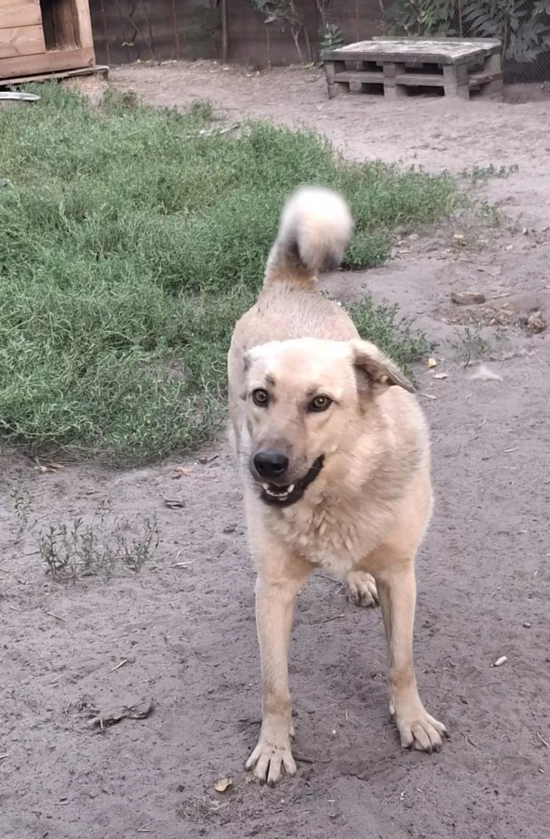Villi (Віллі), Mixed Breed (Happy Paw Kyiv Oblast)