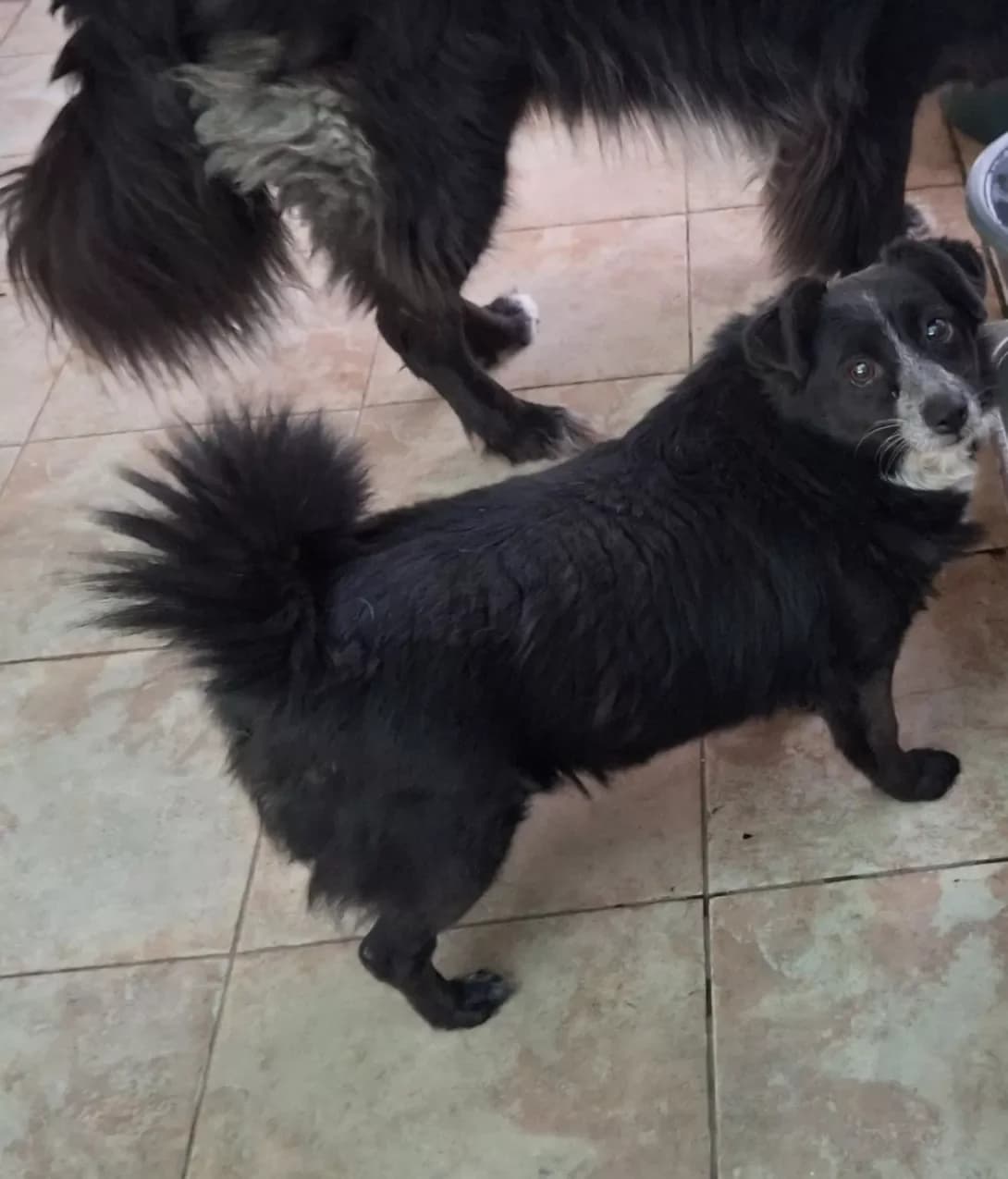Lada (Лада), Mixed Breed (Happy Paw Kyiv Oblast)