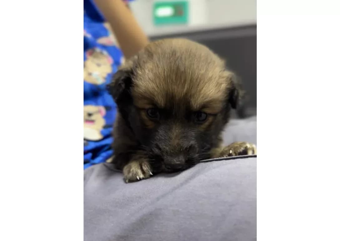 Divchinka (Дівчинка), female puppy Mixed Breed for adoption at Happy Paw Kyiv