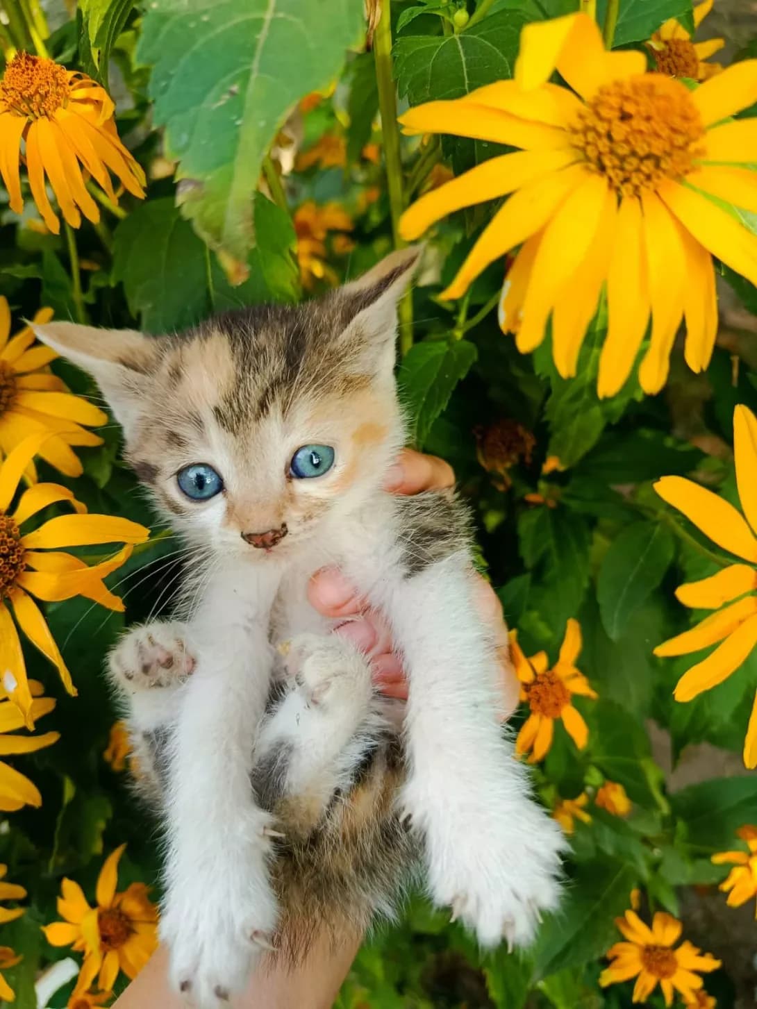 Triksi (Тріксі), Mixed Breed (Happy Paw Kyiv)