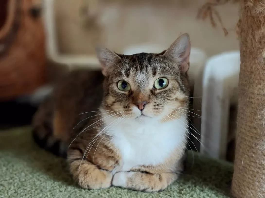 Shani (Шані), Mixed Breed (Happy Paw Kyiv)
