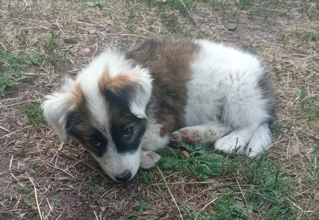 Leska (Леська), female young Mixed Breed for adoption at Happy Paw Zaporizhzhia