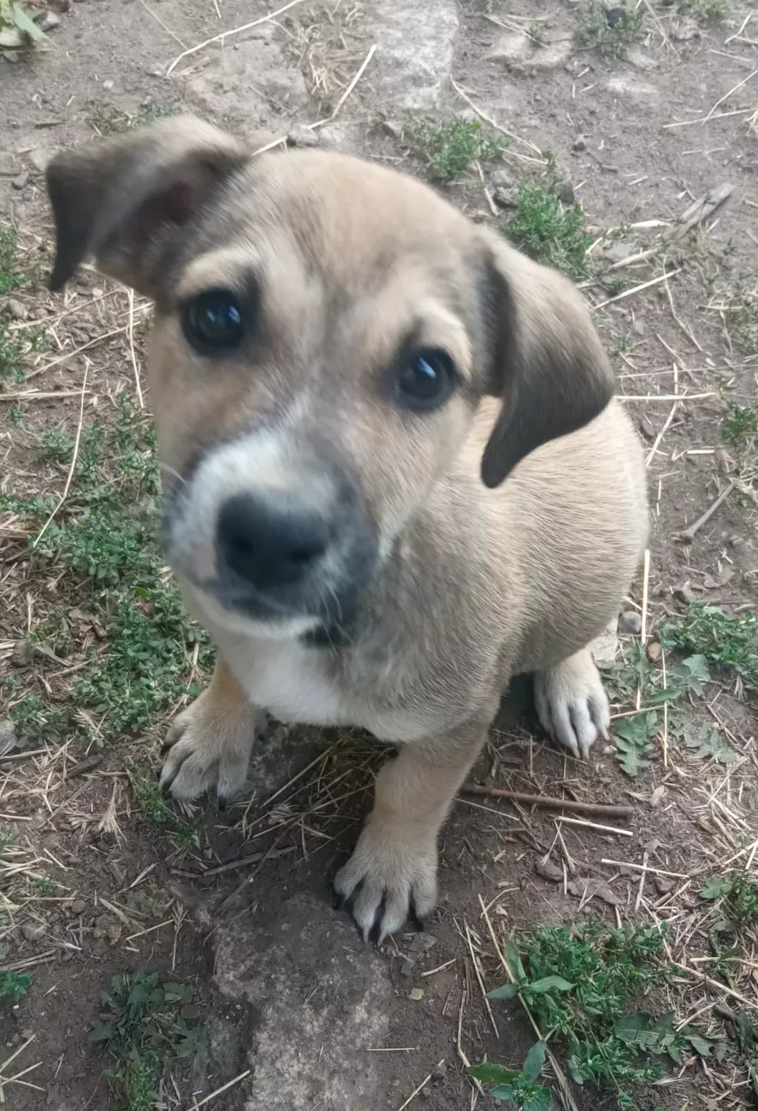 Nik (Нік), male young Mixed Breed for adoption at Happy Paw Zaporizhzhia