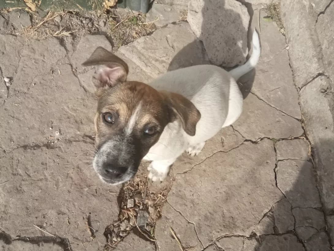 Romashka (Ромашка), female young Mixed Breed for adoption at Happy Paw Zaporizhzhia