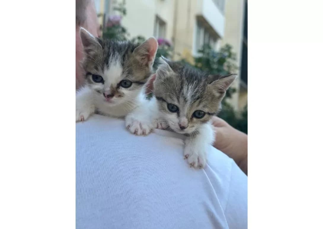 Koshenyata (Кошенята), Mixed Breed (Happy Paw Kyiv)