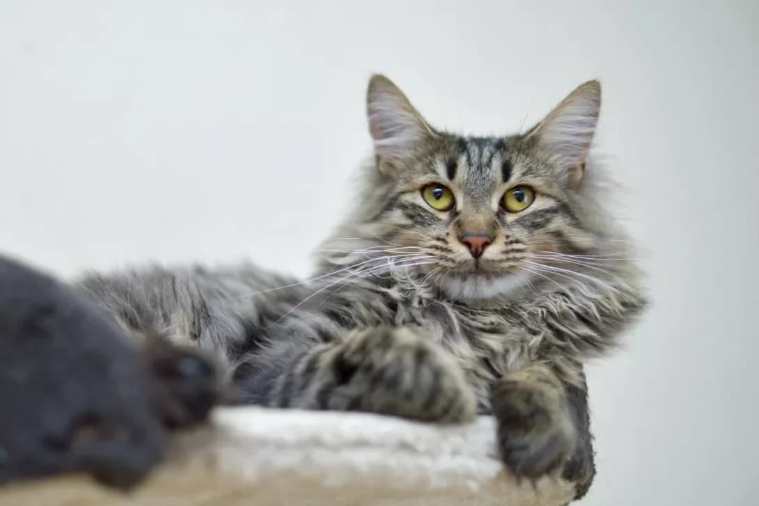 Muskat (Мускат), Mixed Breed (Happy Paw Kyiv)
