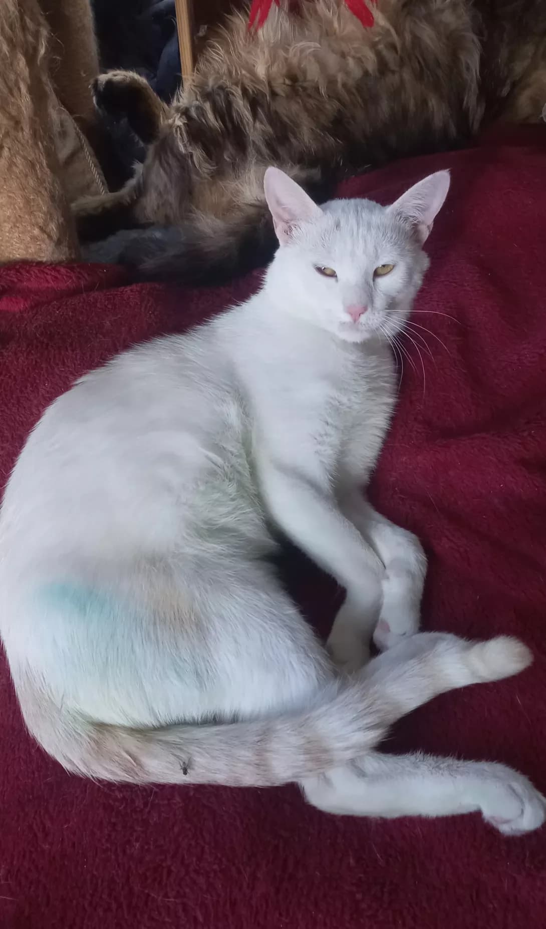 Barsik (Барсик), Mixed Breed (Happy Paw Kirovohrad)