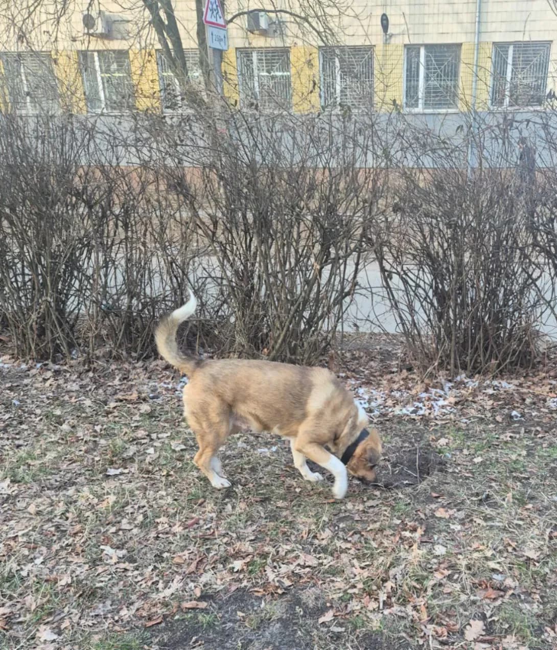 Fedya (Федя), male senior Mixed Breed for adoption at Happy Paw Kyiv