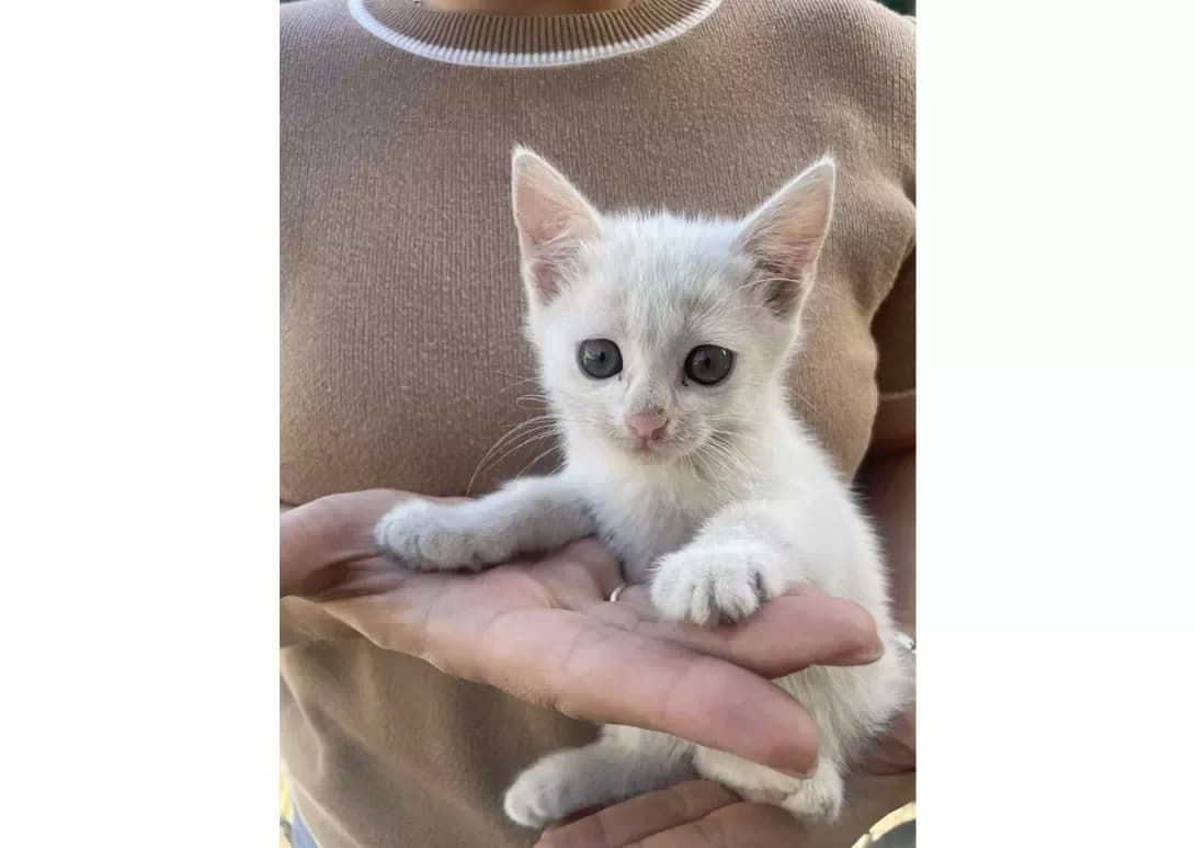 Bratik i sestrichka (Братик і сестричка), Mixed Breed (Happy Paw Kyiv)
