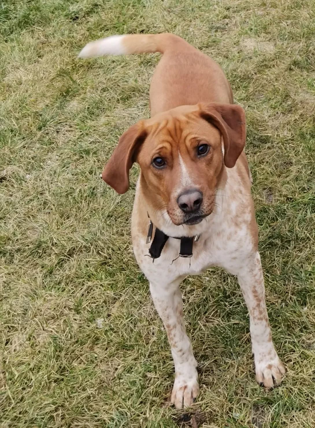 Bingo (Бінго), Mixed Breed (Happy Paw Kyiv Oblast)