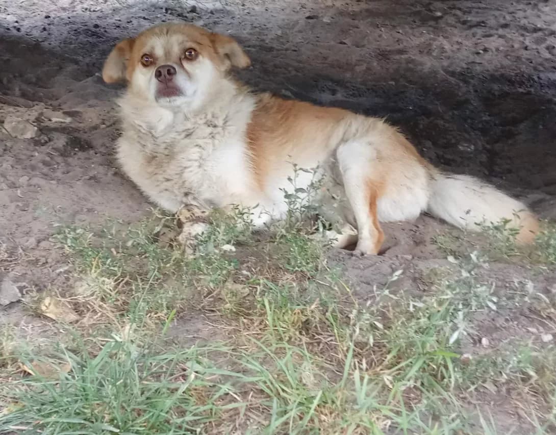 Zheka (Жека), Mixed Breed (Happy Paw Kyiv Oblast)