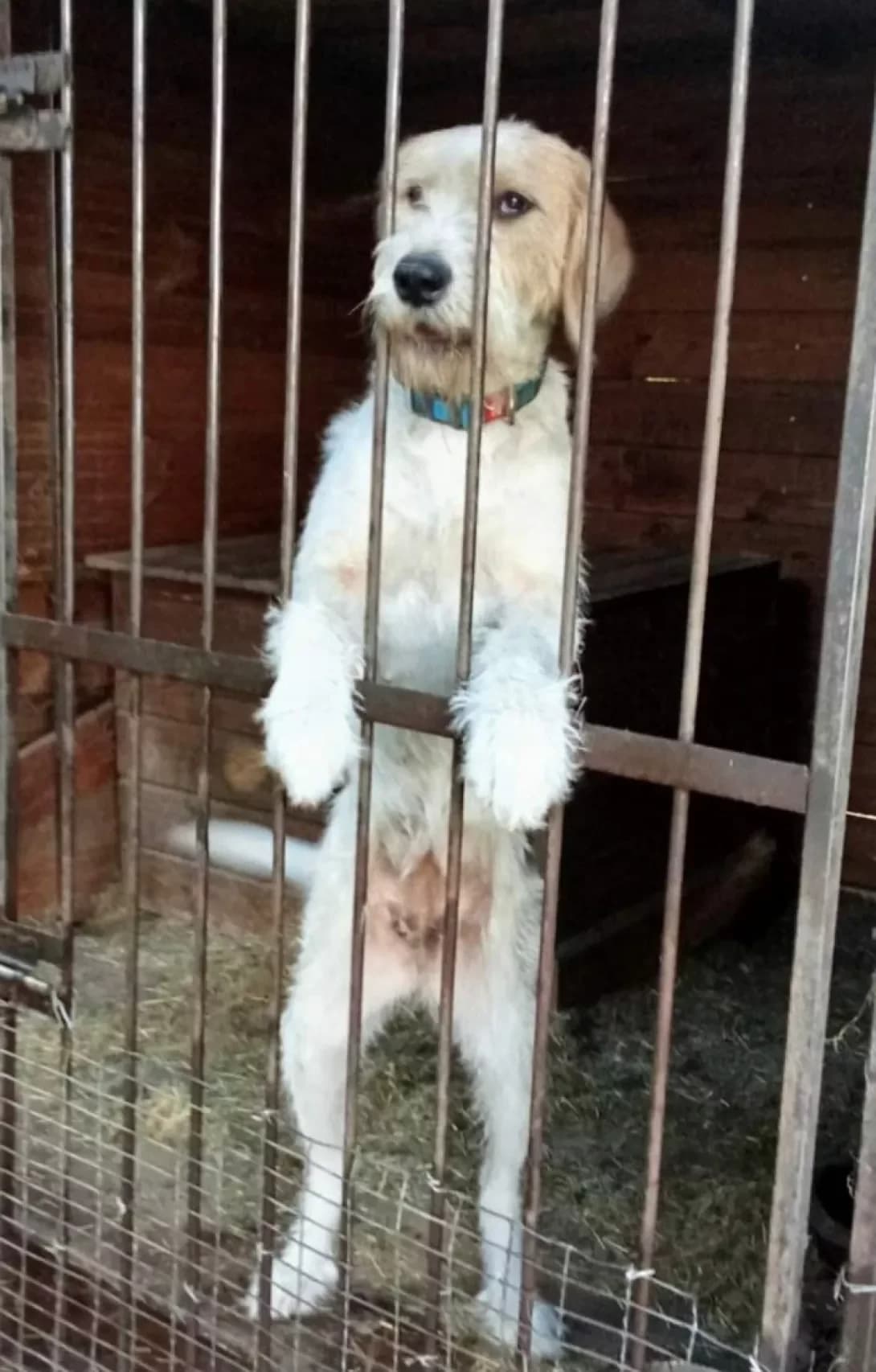 Alma (Альма), Mixed Breed (Happy Paw Kyiv Oblast)