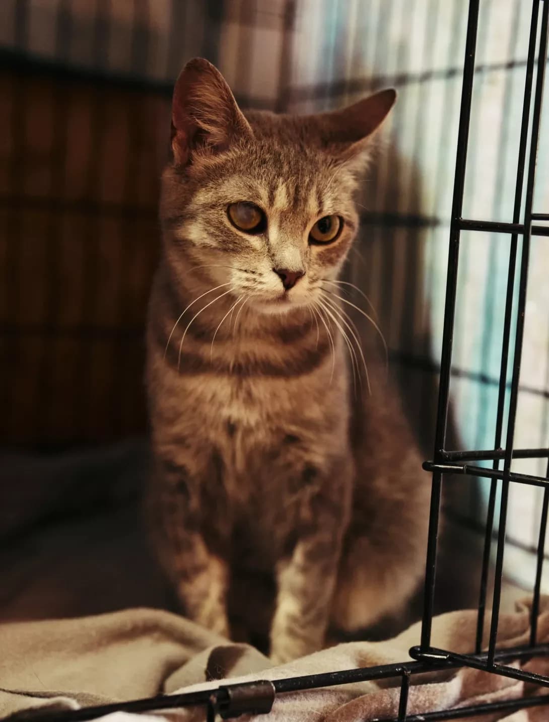 Pusya (Пуся), Mixed Breed (Happy Paw Kirovohrad)